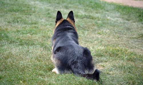 飼い犬が通行人に飛び掛ってケガをさせてしまったら損害賠償は発生する？